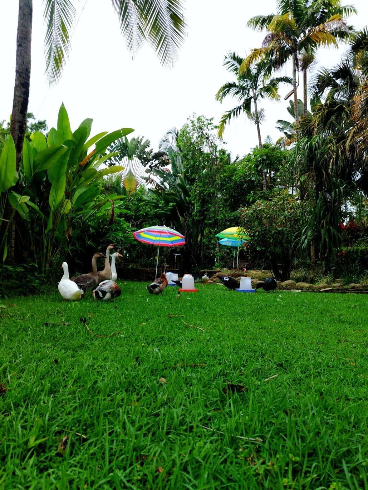 Diuwak Hotel Dominical Exterior photo